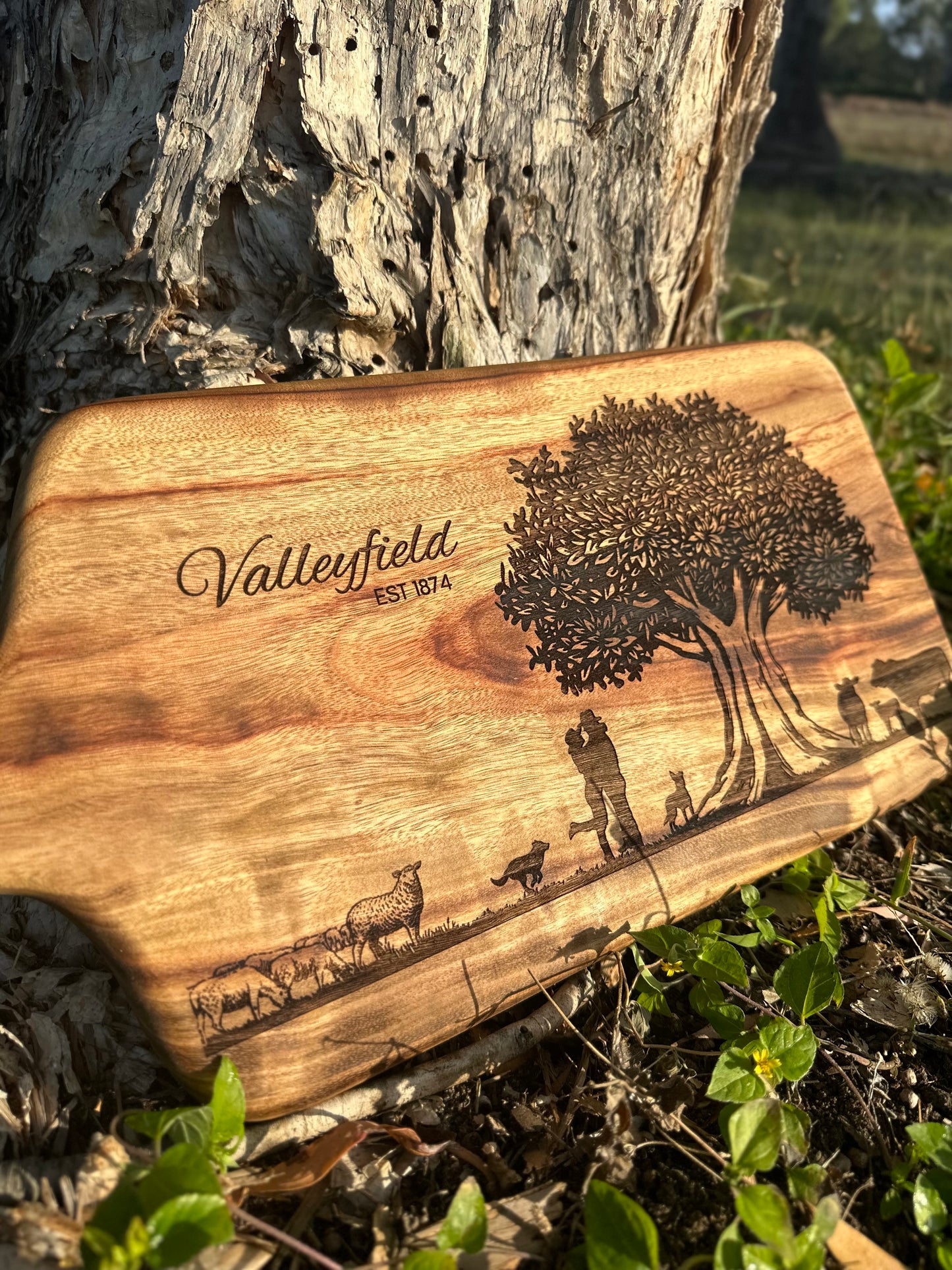 Paddle Board - Dried Camphor Laurel